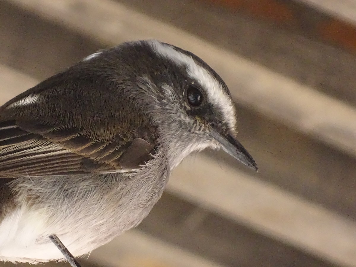 White-browed Chat-Tyrant - ML620912340