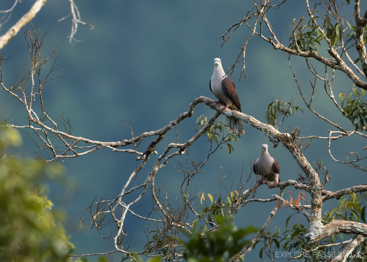 Mountain Imperial-Pigeon - ML620912346