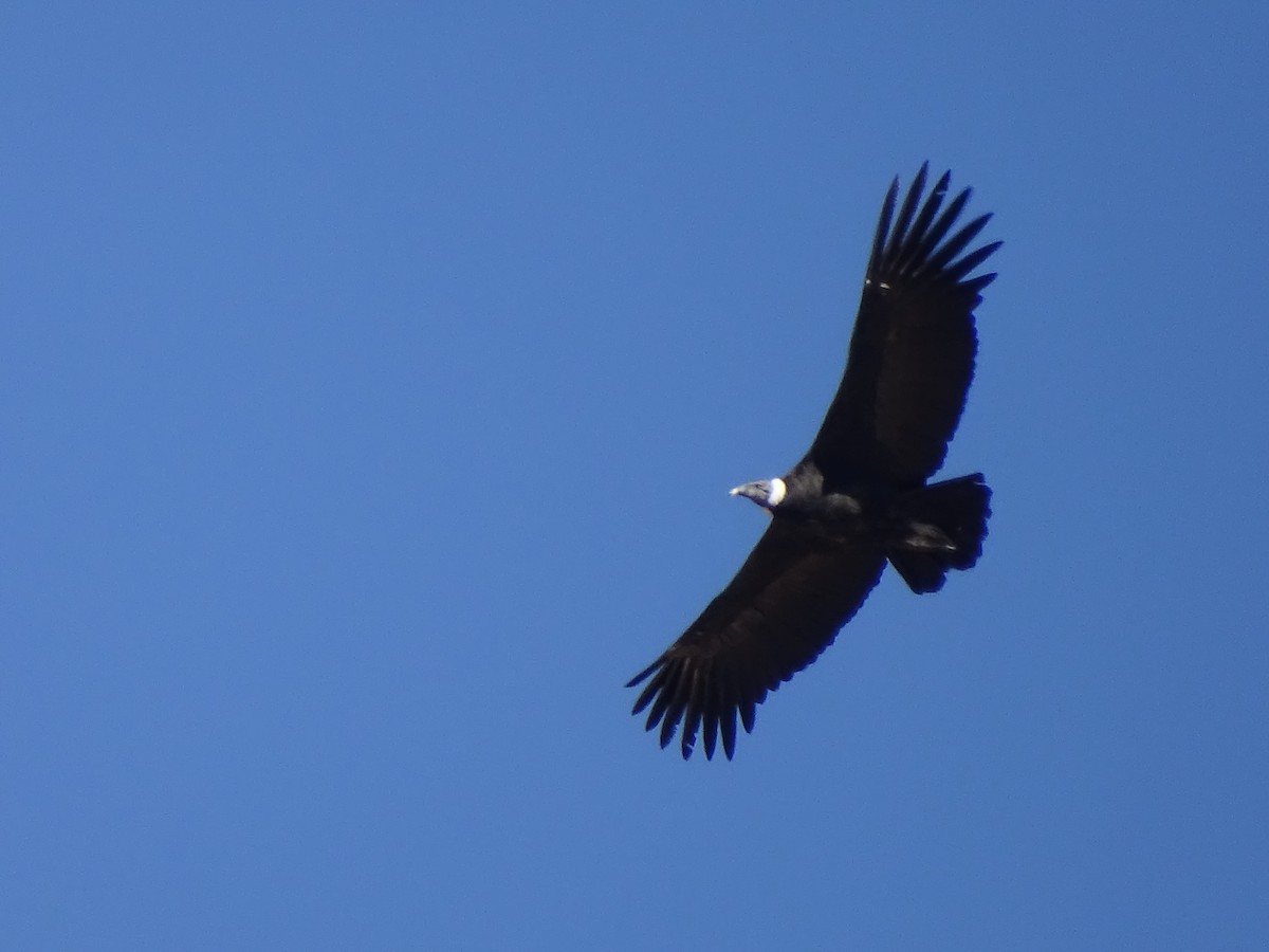 Andean Condor - ML620912347