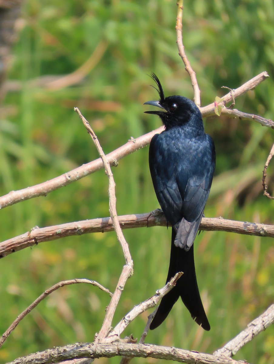 Drongo Malgache (forficatus) - ML620912357