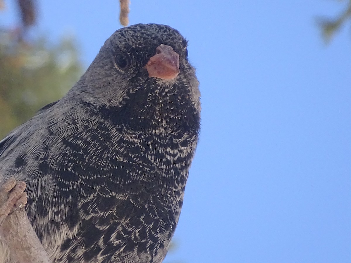 Mourning Sierra Finch - ML620912358