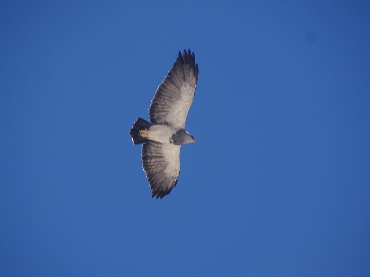 Black-chested Buzzard-Eagle - ML620912361