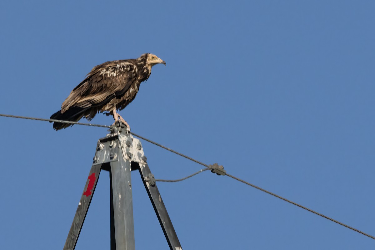 Egyptian Vulture - ML620912364