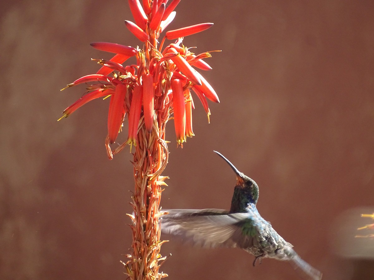 Colibrí Rutilante - ML620912365