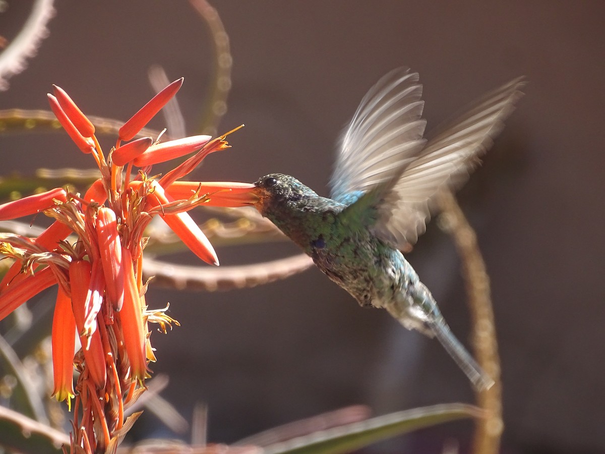 Colibrí Rutilante - ML620912367