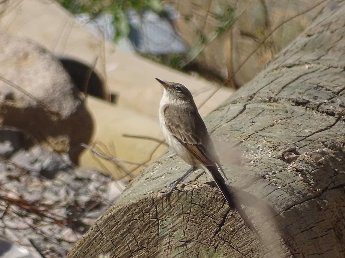 Spot-billed Ground-Tyrant - ML620912371