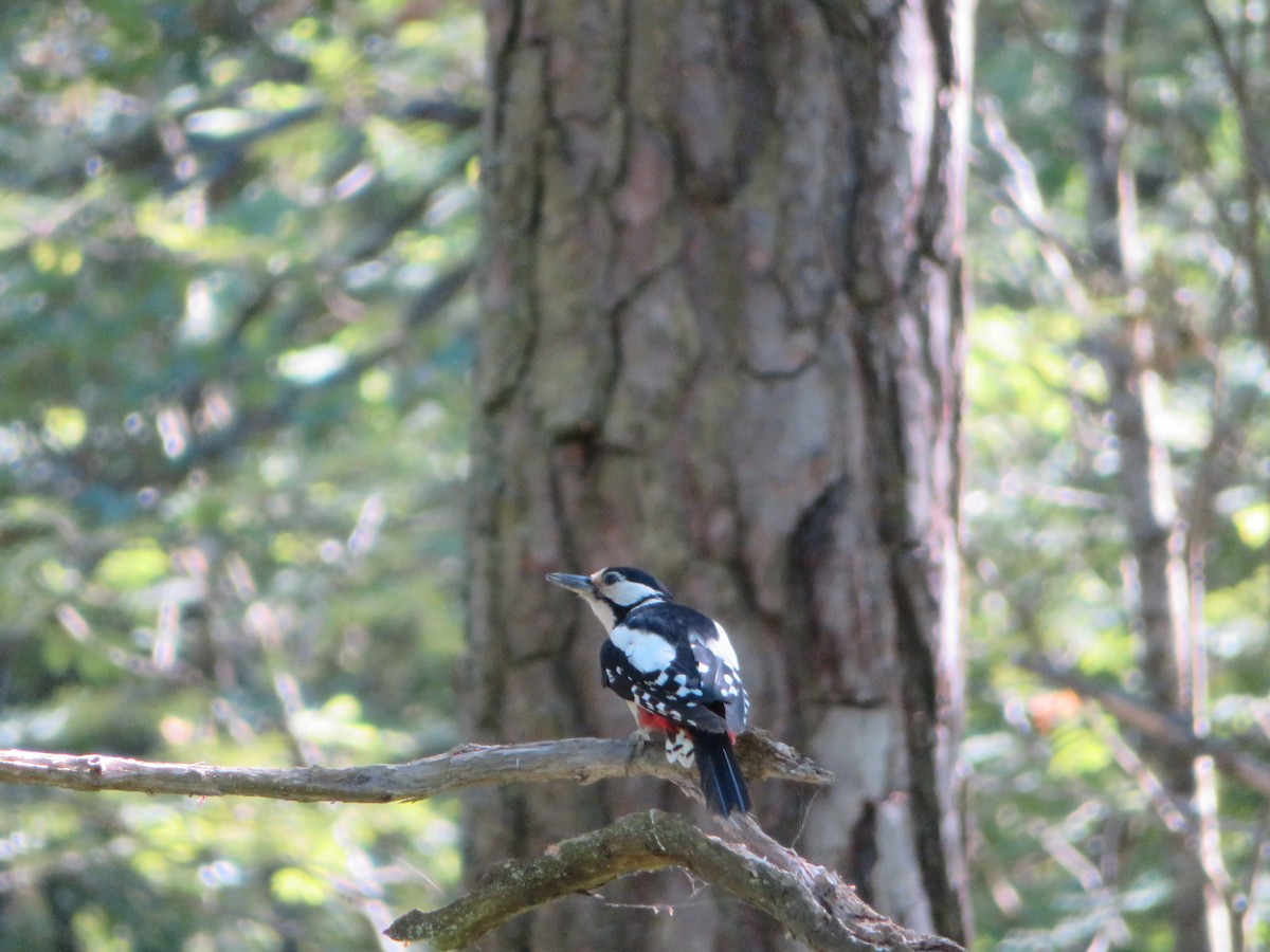 Great Spotted Woodpecker - ML620912372
