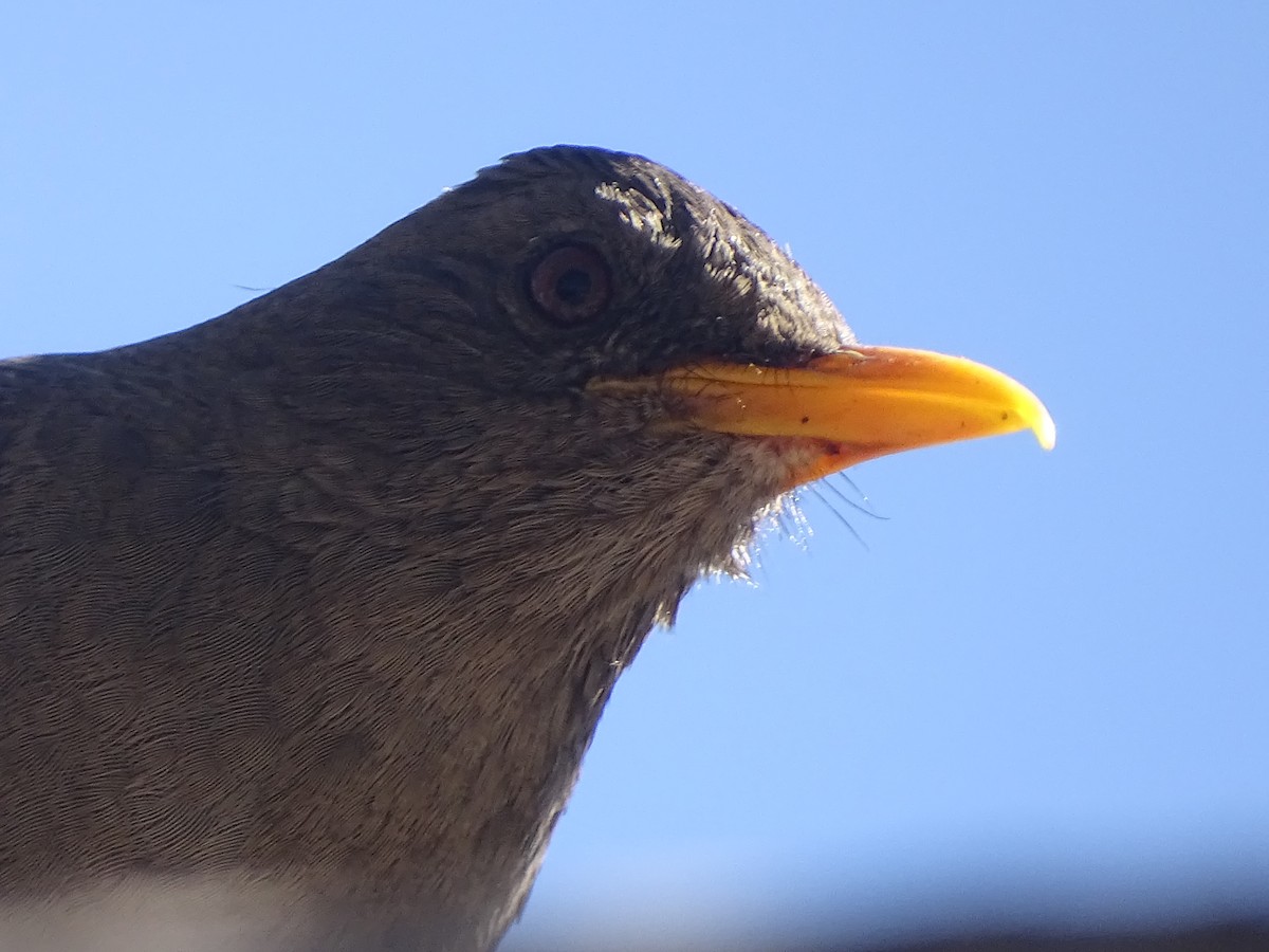 Chiguanco Thrush - ML620912373