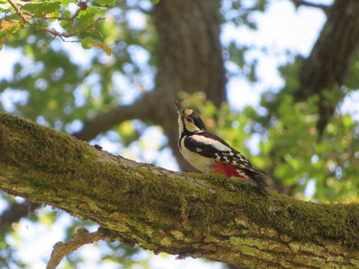 Great Spotted Woodpecker - ML620912374