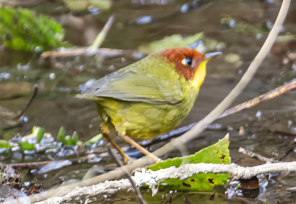 Chestnut-headed Tesia - ML620912376