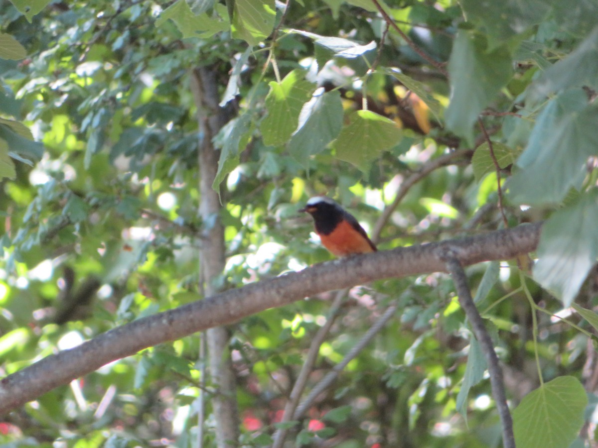 Common Redstart - ML620912378