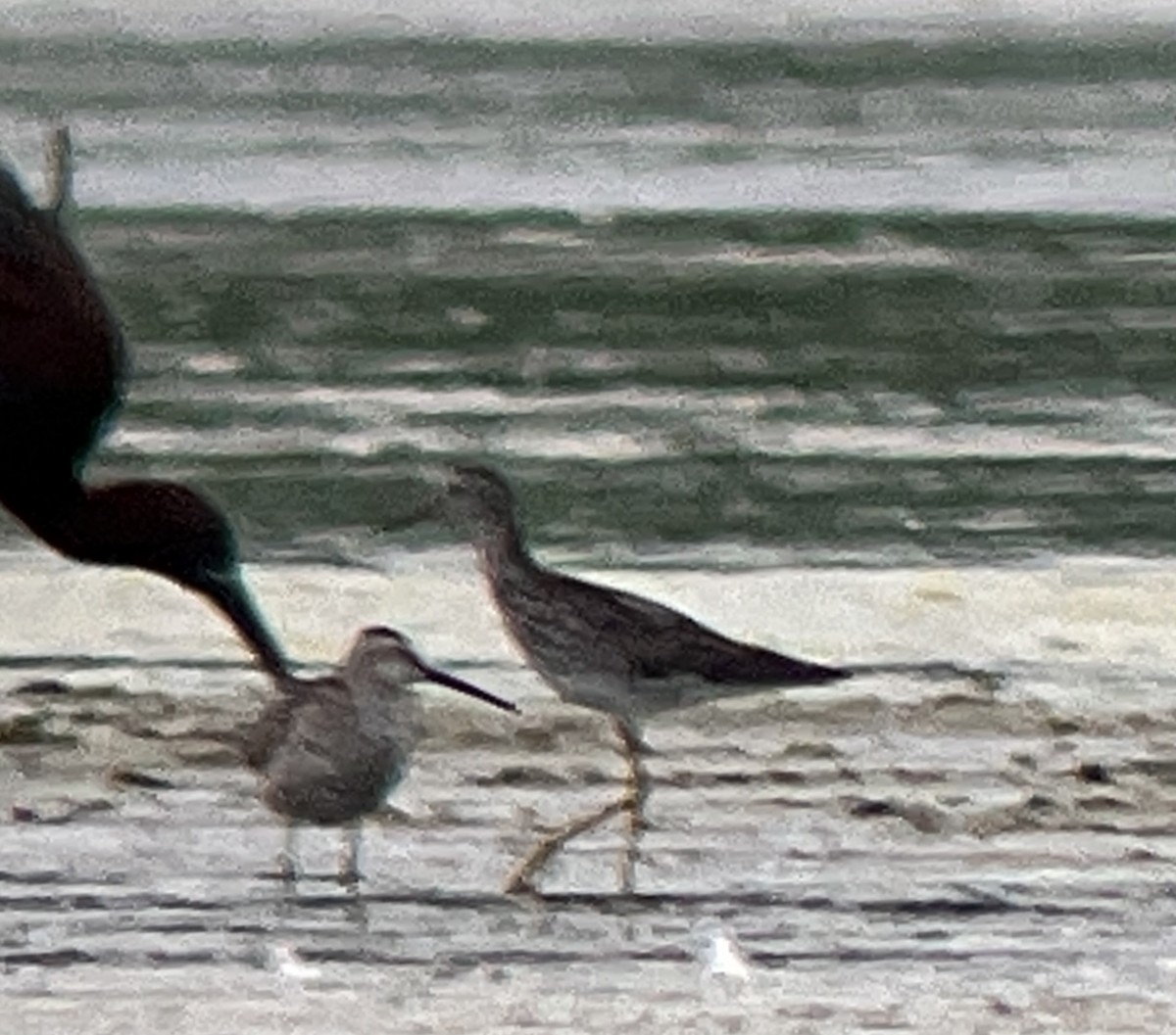 Stilt Sandpiper - ML620912380