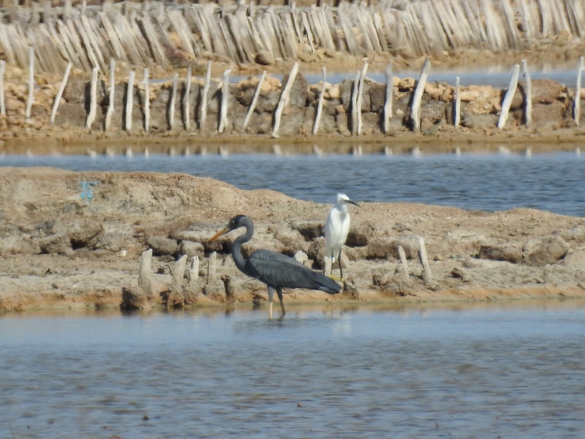 Humblot's Heron - ML620912381