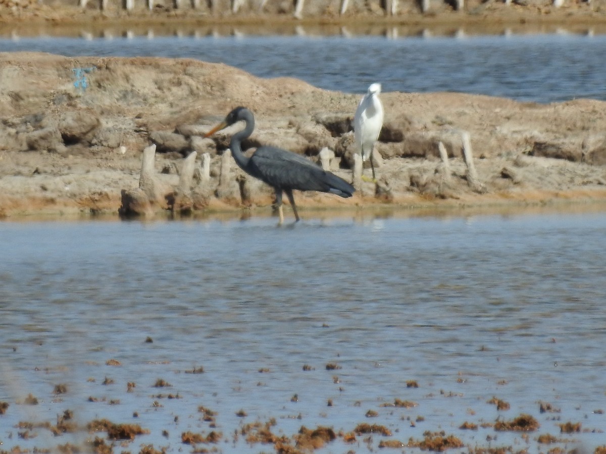 Humblot's Heron - ML620912382