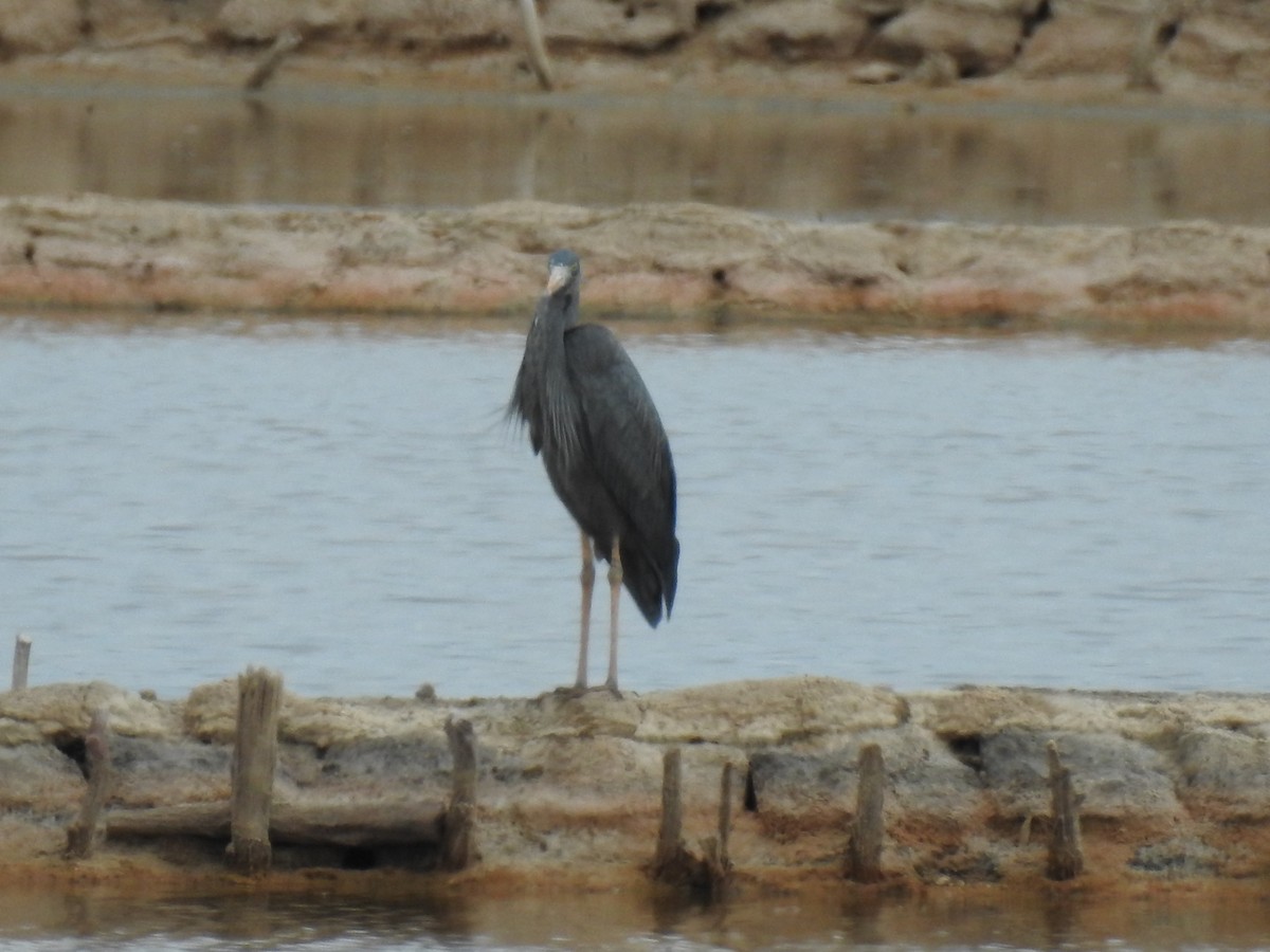 Humblot's Heron - ML620912383