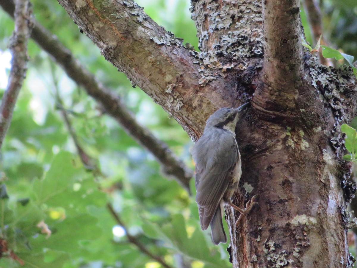 Eurasian Nuthatch - ML620912385