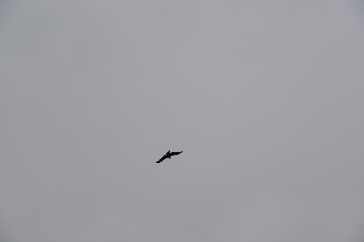 Black Kite - ML620912387