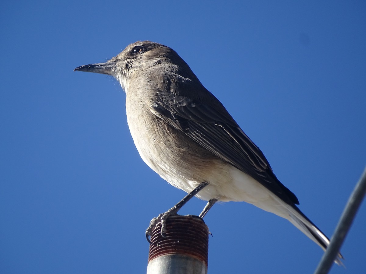 Black-billed Shrike-Tyrant - ML620912388