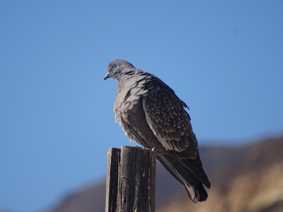 Spot-winged Pigeon - ML620912390