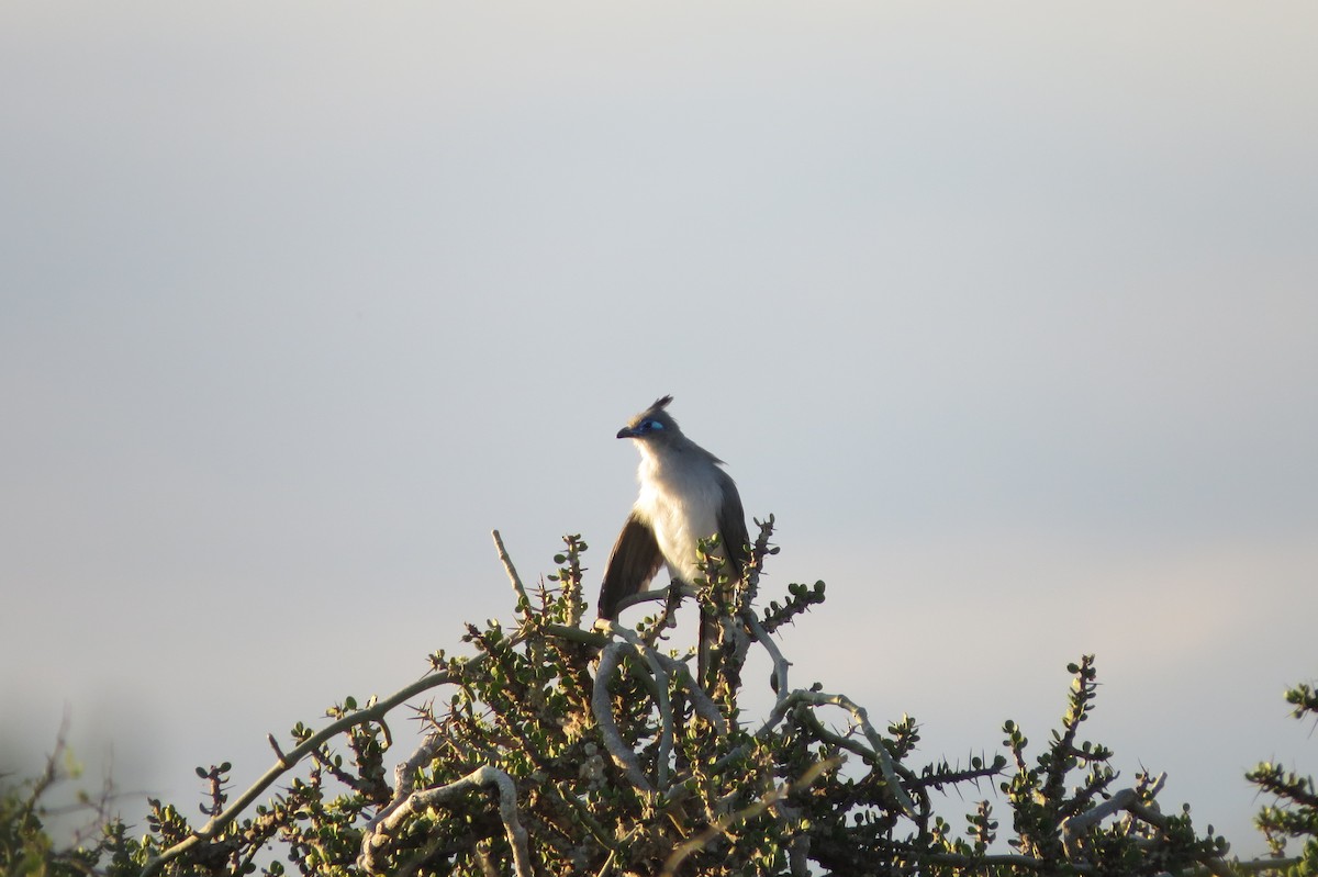 Cúa de Verreaux - ML620912391