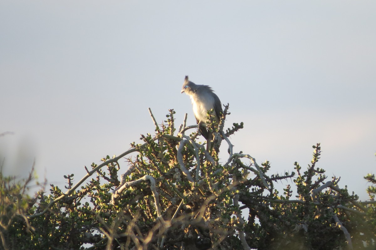 Verreaux's Coua - ML620912392