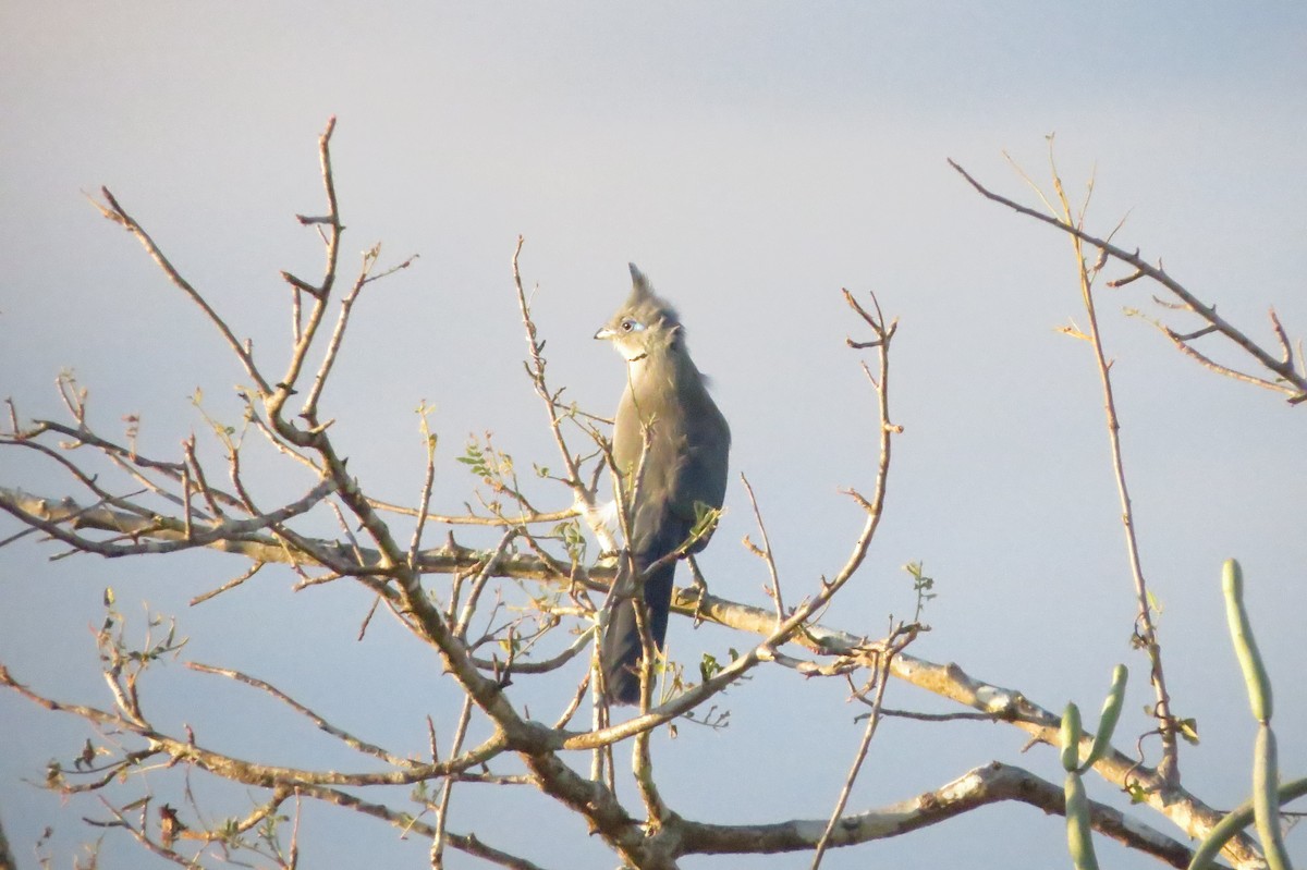 Verreaux's Coua - ML620912393