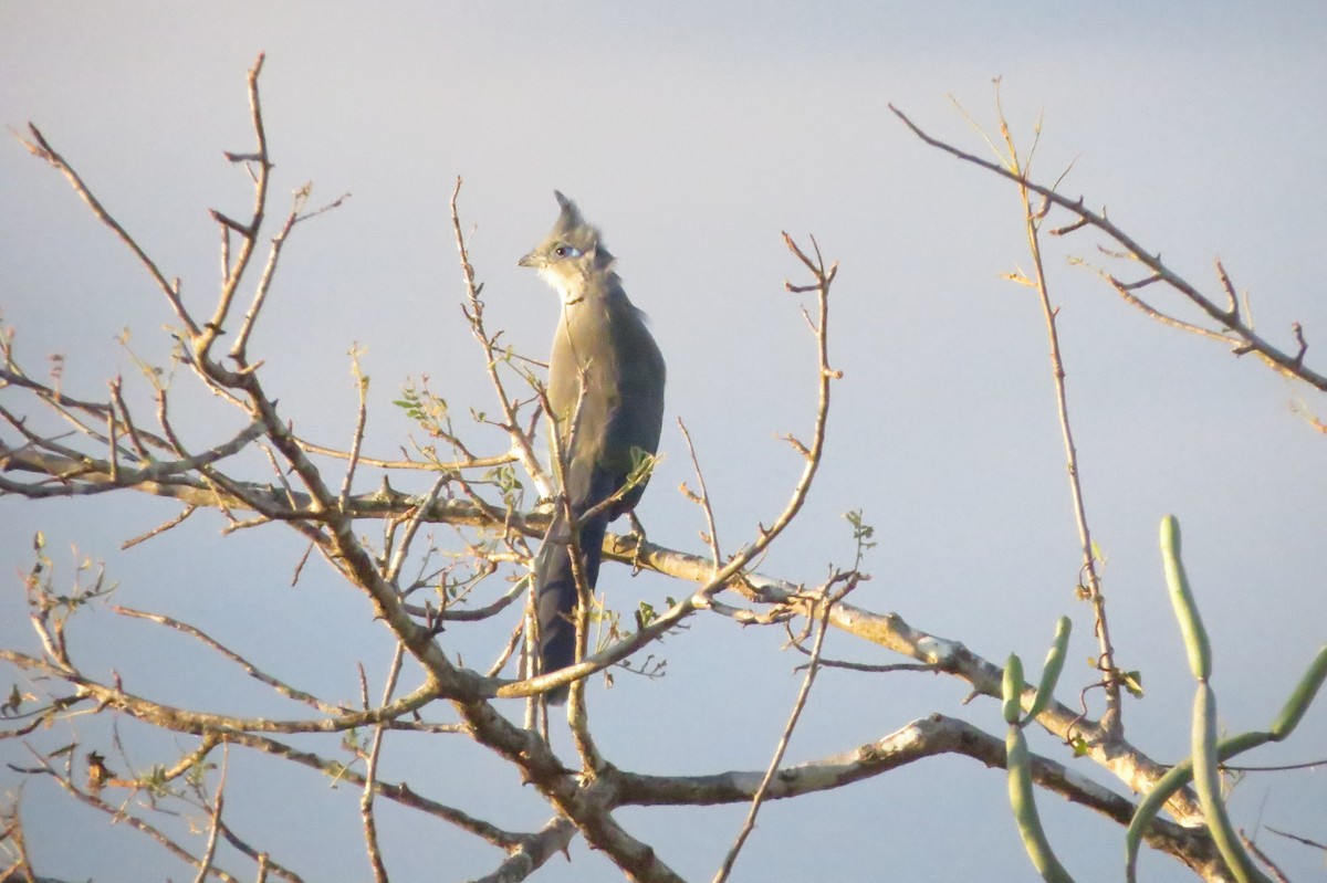 Cúa de Verreaux - ML620912394