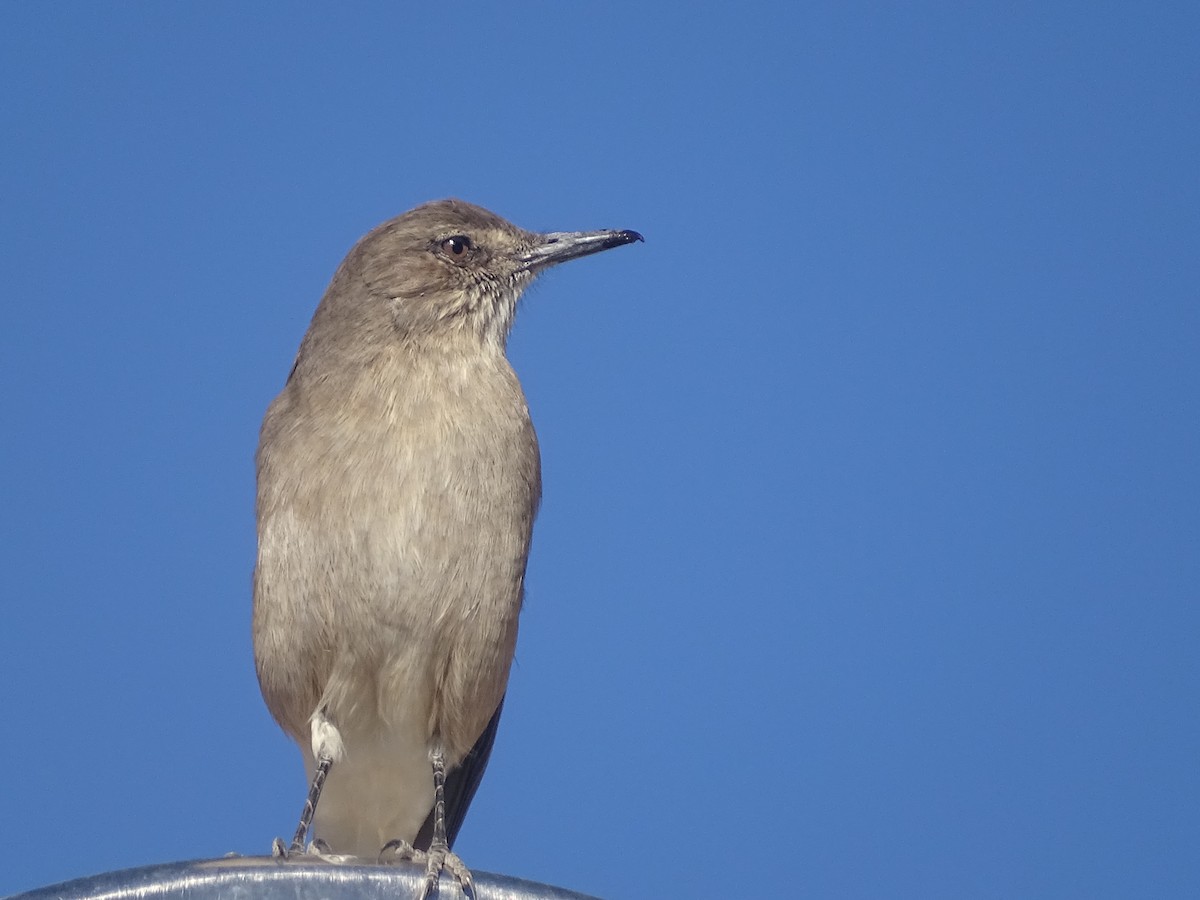 Black-billed Shrike-Tyrant - ML620912396