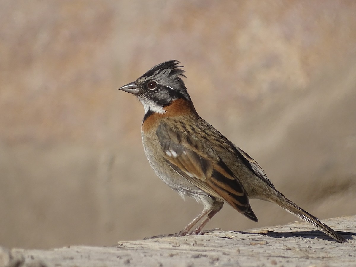 Rufous-collared Sparrow - ML620912401