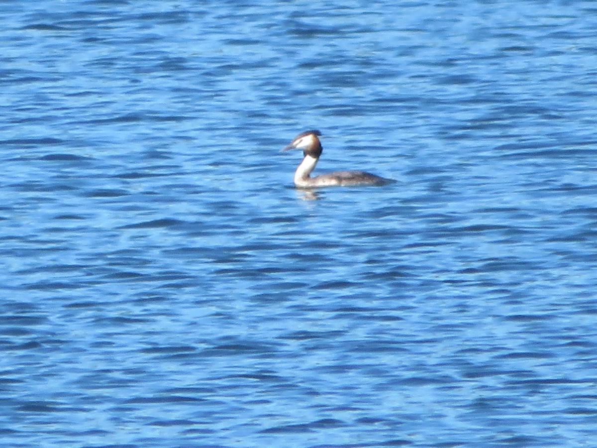 Great Crested Grebe - Shima Shakory