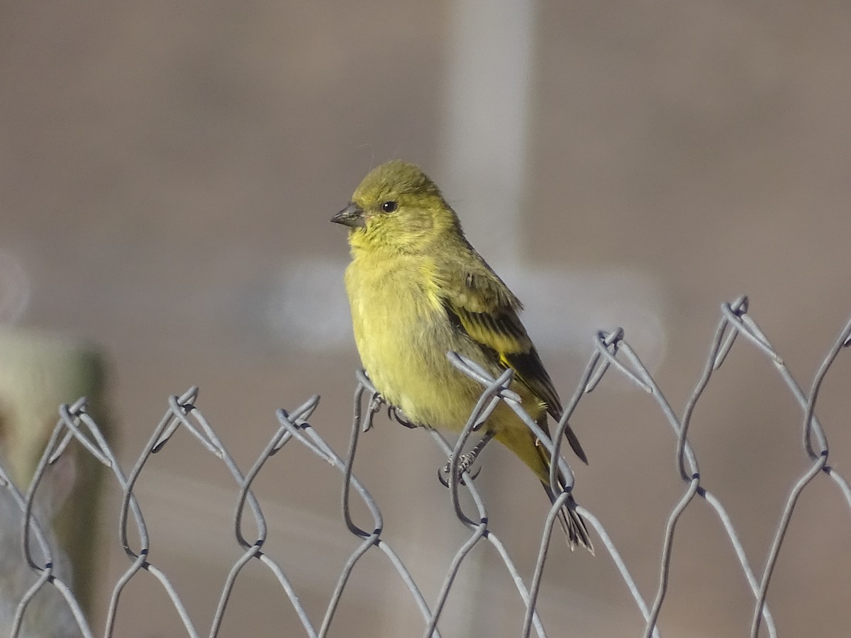 Hooded Siskin - ML620912404