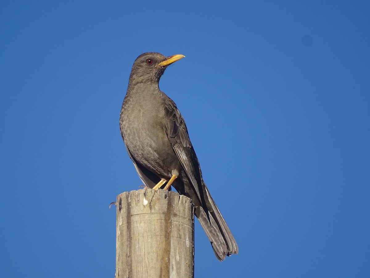 Chiguanco Thrush - ML620912405