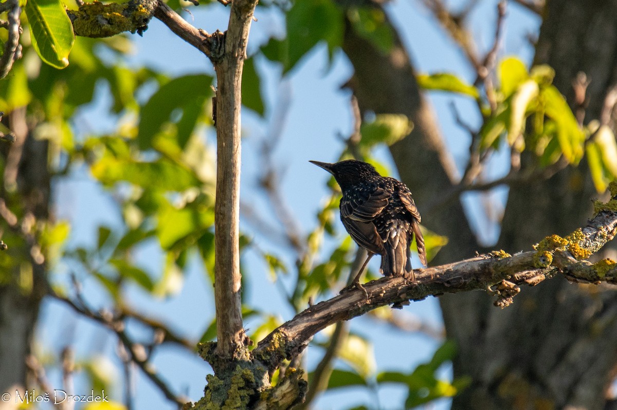 歐洲椋鳥 - ML620912406