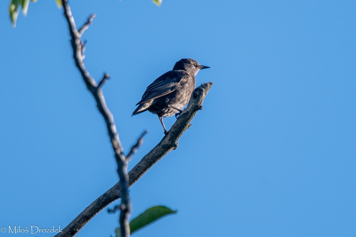 歐洲椋鳥 - ML620912408