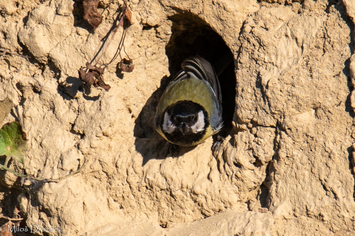 Great Tit - ML620912412