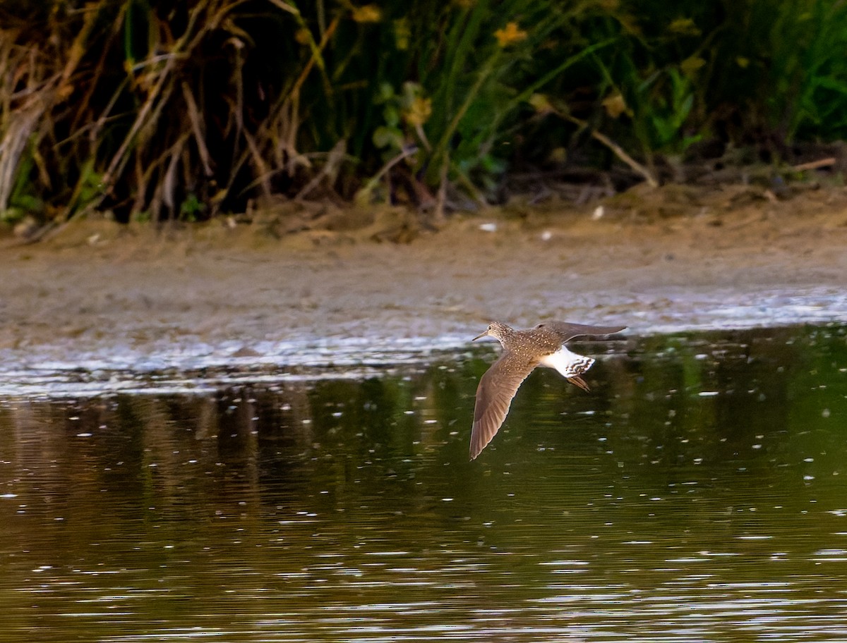 Green Sandpiper - Tracey Jolliffe