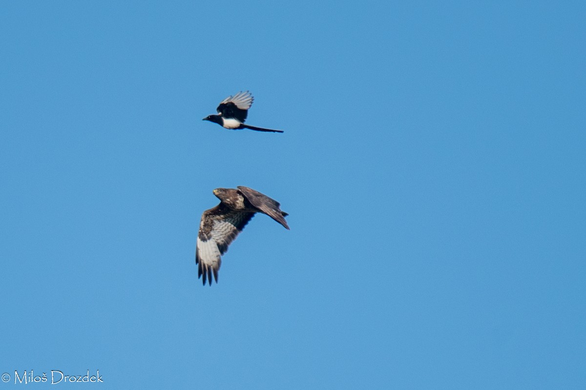 Eurasian Magpie - ML620912416