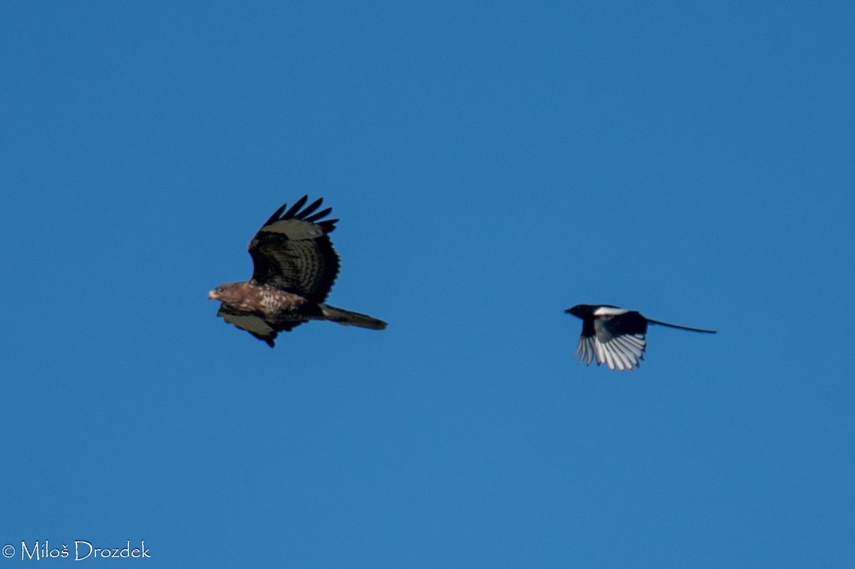 Eurasian Magpie - ML620912418