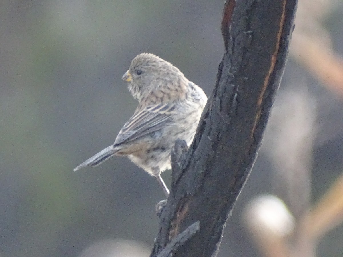 Band-tailed Seedeater - ML620912419