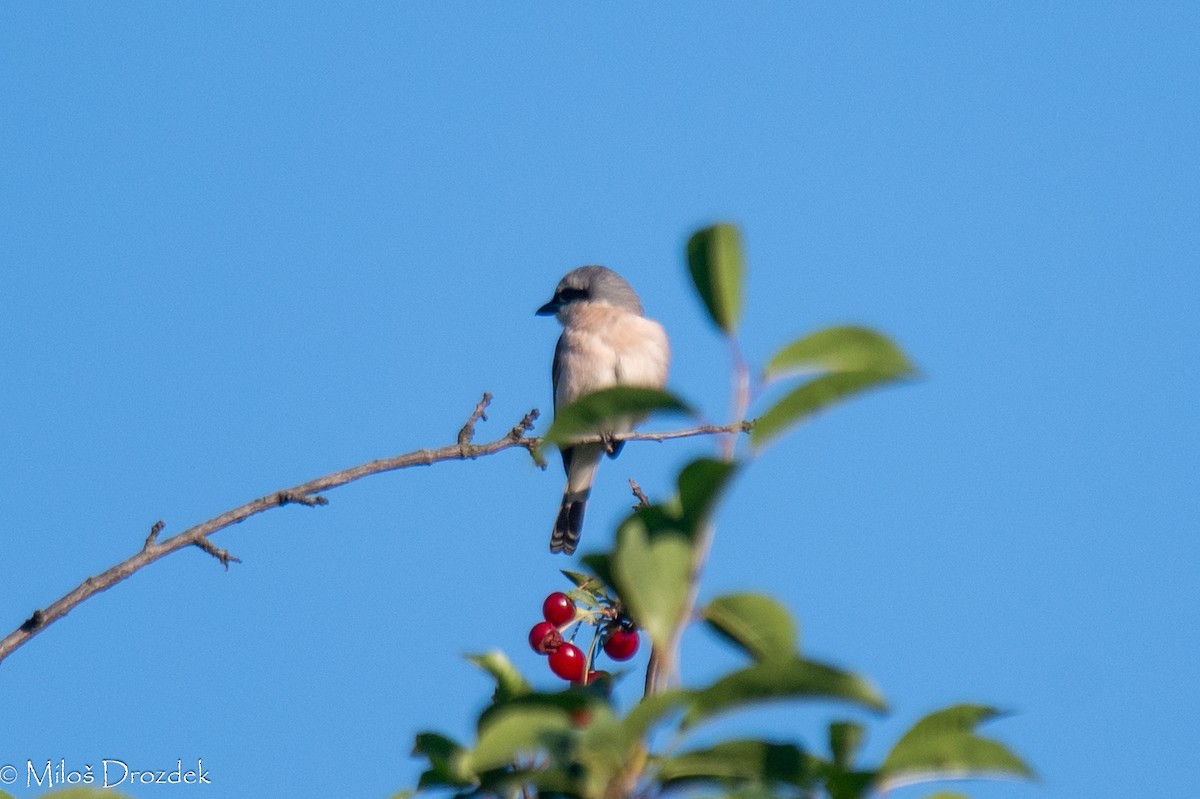 セアカモズ - ML620912420