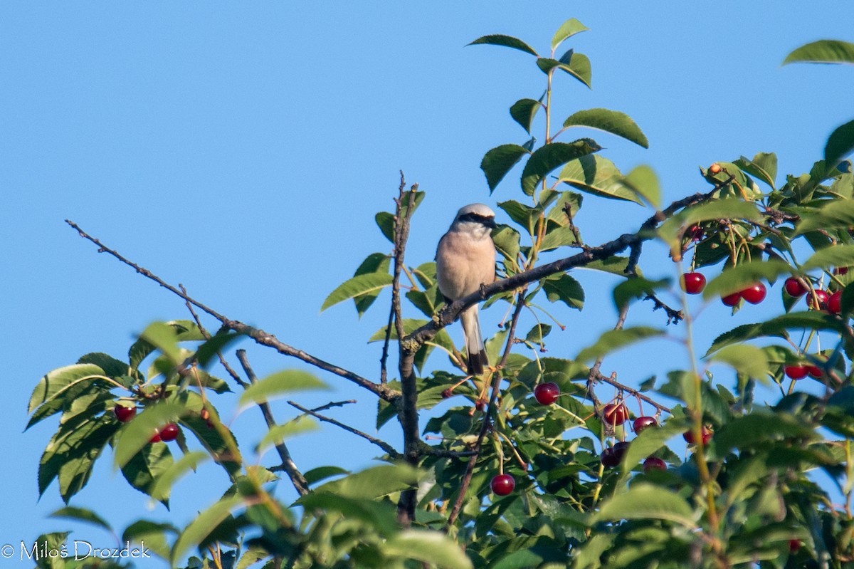 セアカモズ - ML620912421