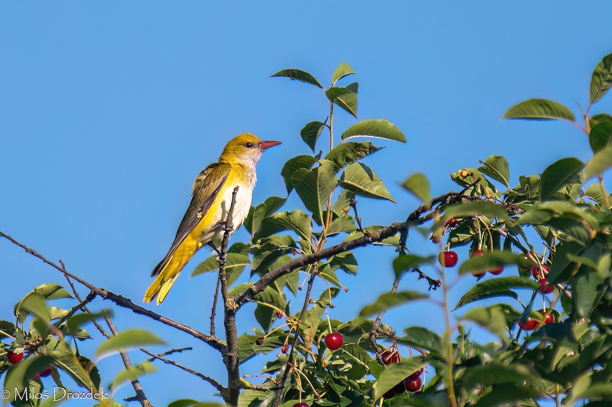 Eurasian Golden Oriole - ML620912424