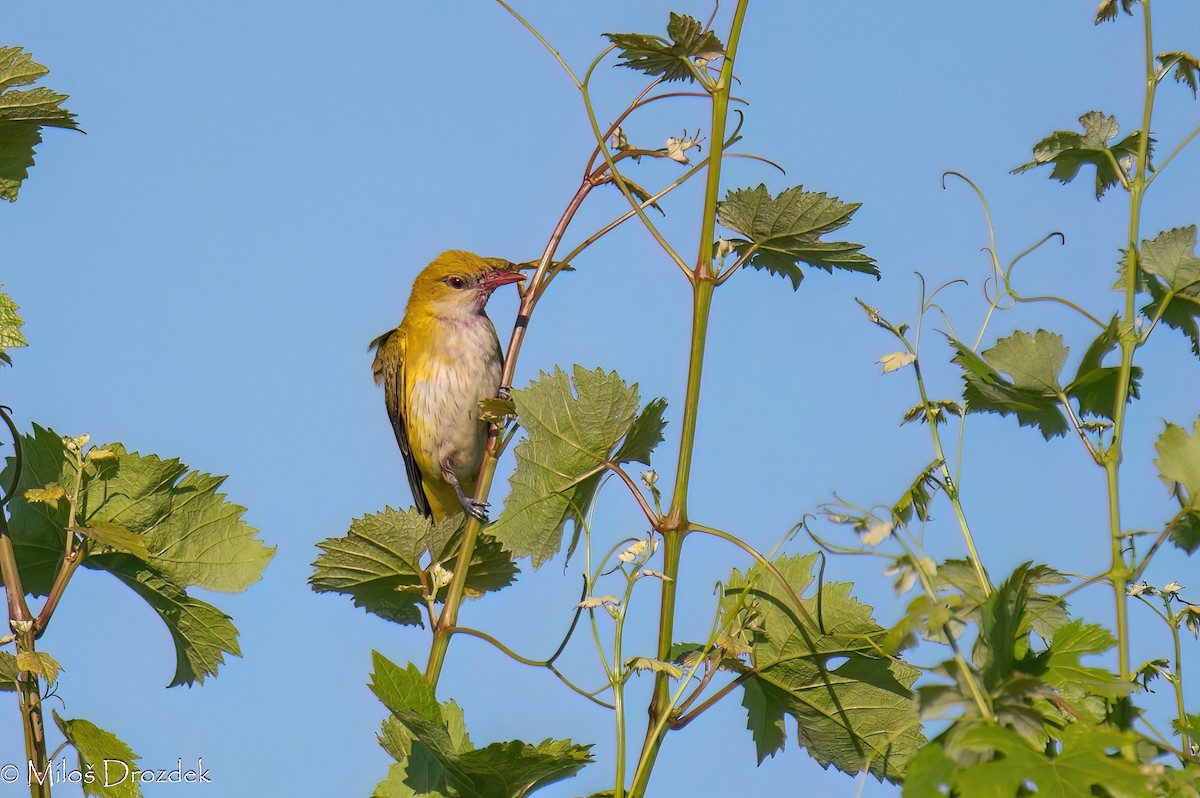 Eurasian Golden Oriole - ML620912425