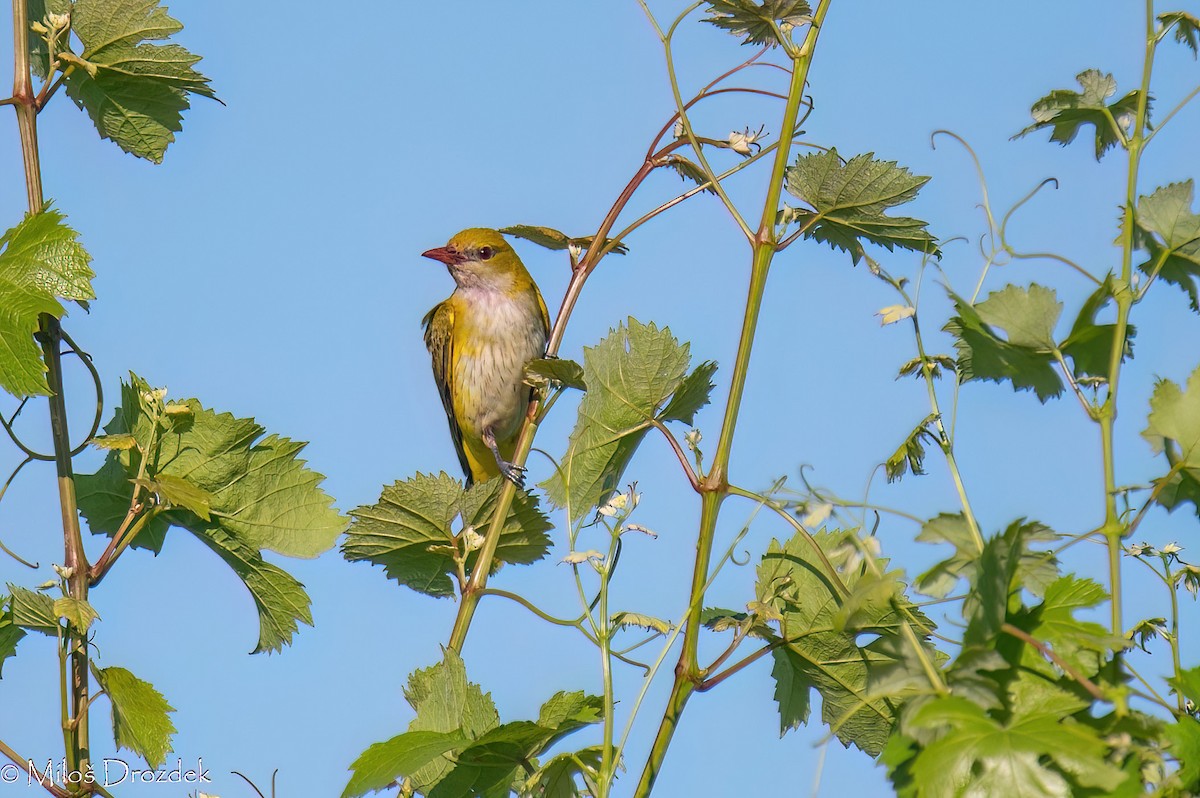 Eurasian Golden Oriole - Miloš Drozdek