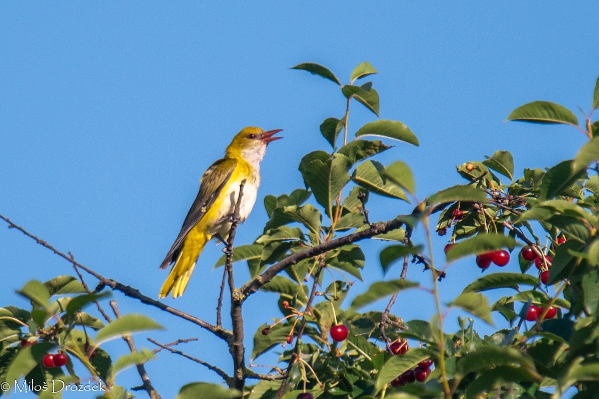 Eurasian Golden Oriole - ML620912427