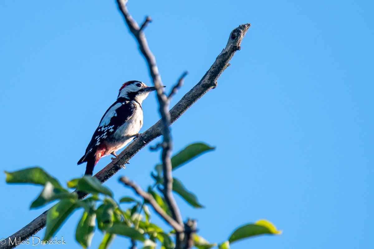 Syrian Woodpecker - ML620912437