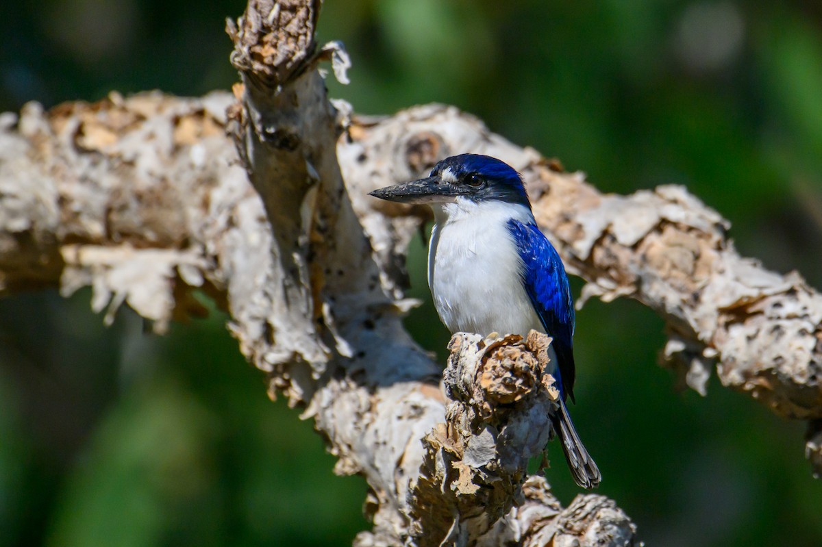 Forest Kingfisher - Mark Lethlean