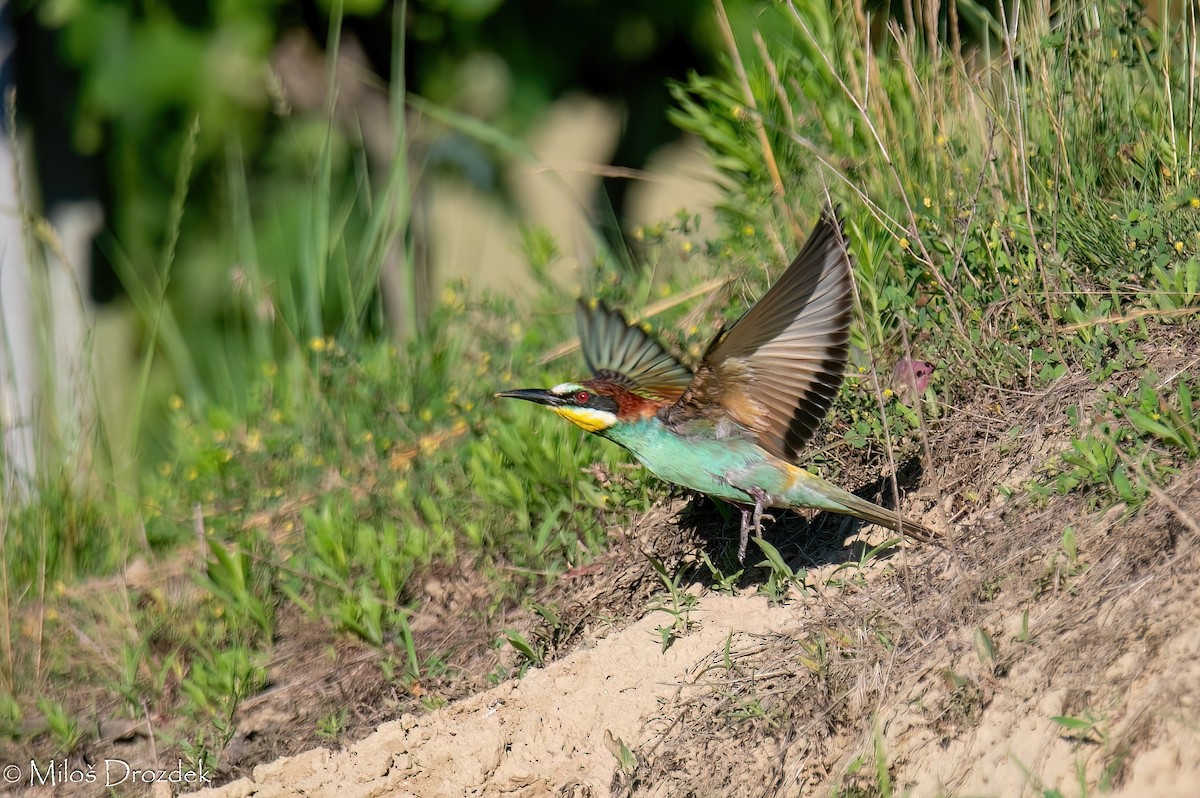 European Bee-eater - ML620912442