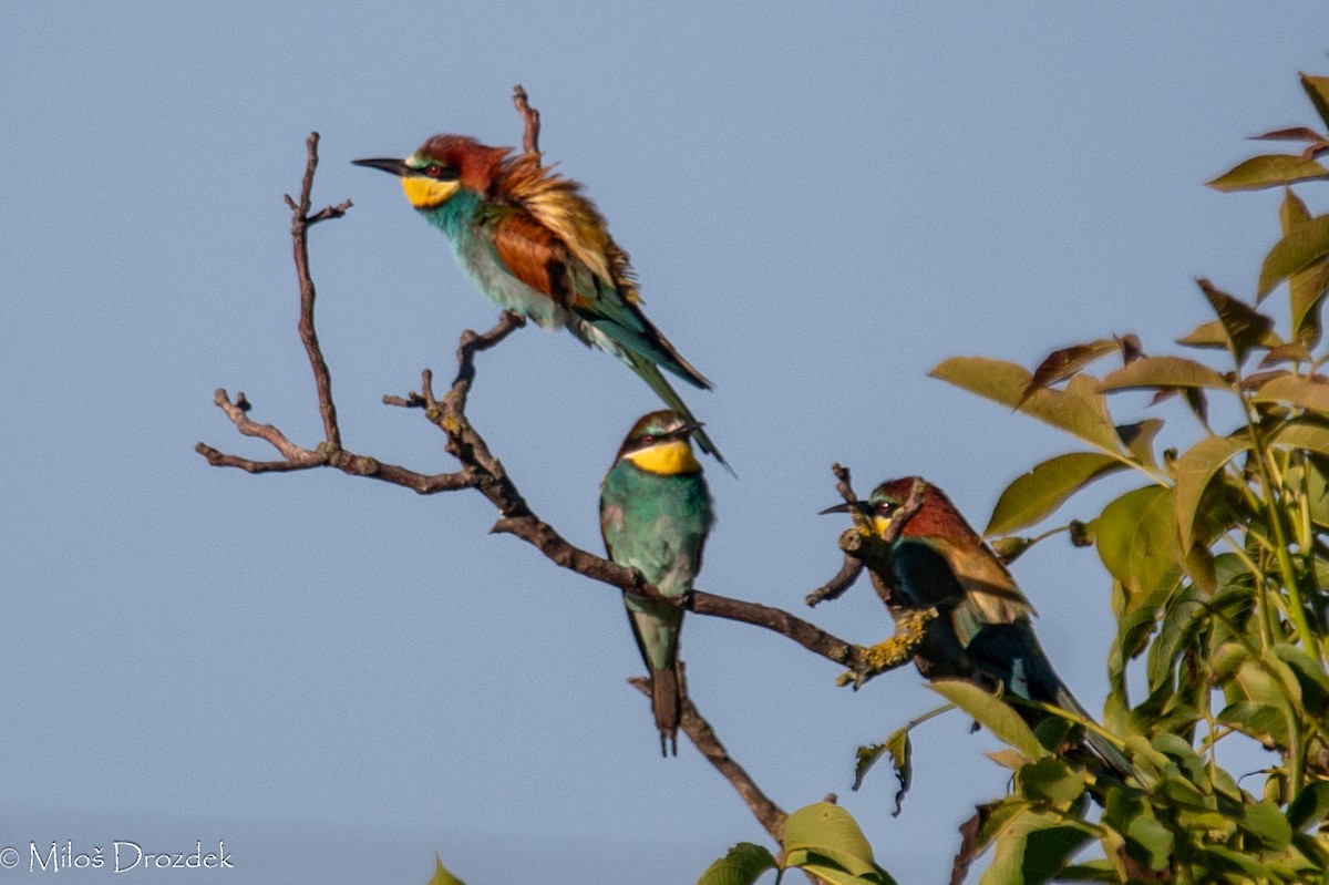 European Bee-eater - ML620912443