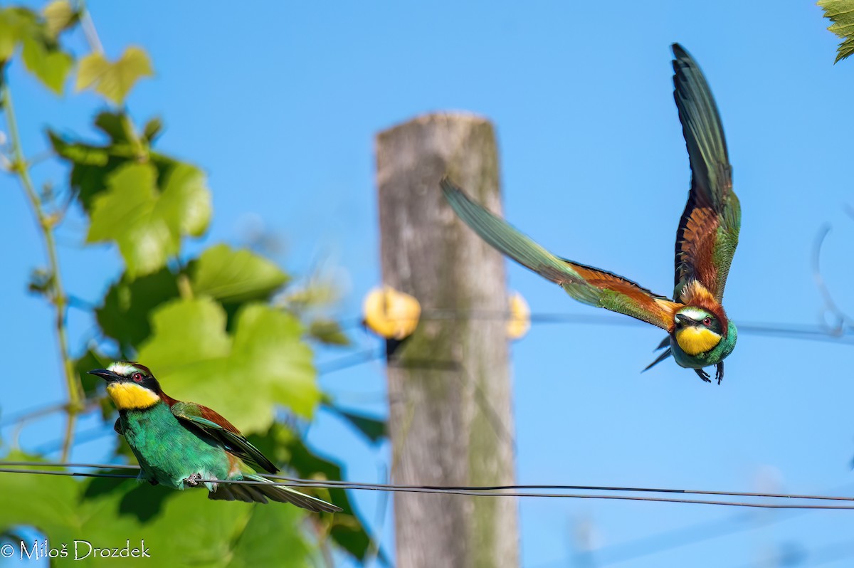 European Bee-eater - ML620912444